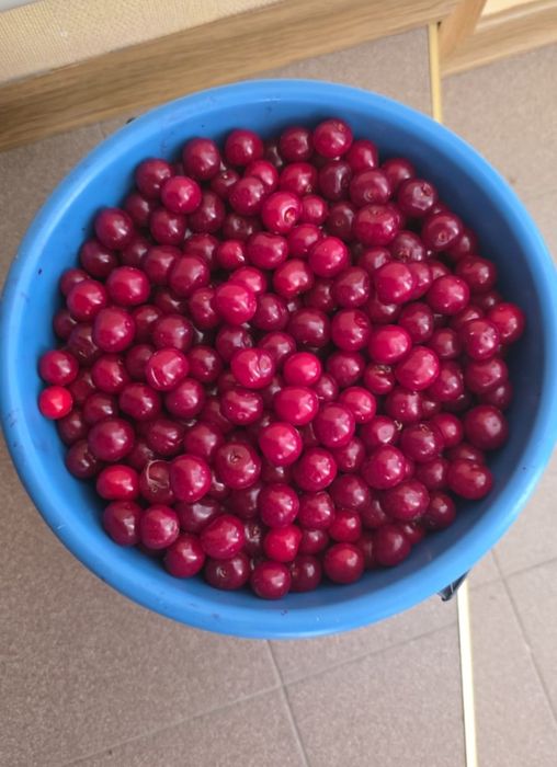 Продам смородину, вишню