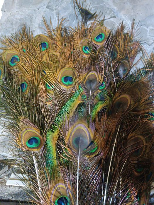 Pene paun umăr negru