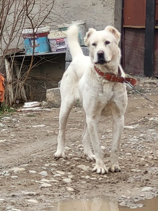 Қазақы төбет 4 жаста