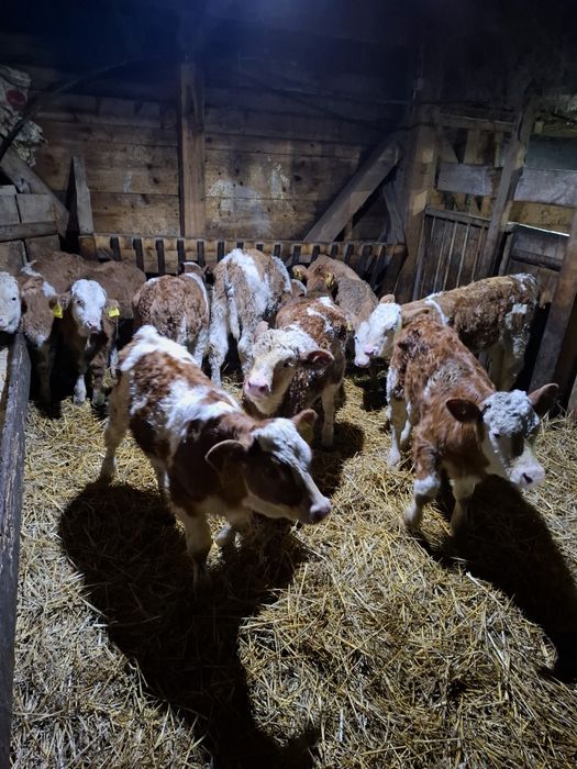 Vând viței și vitele sugari