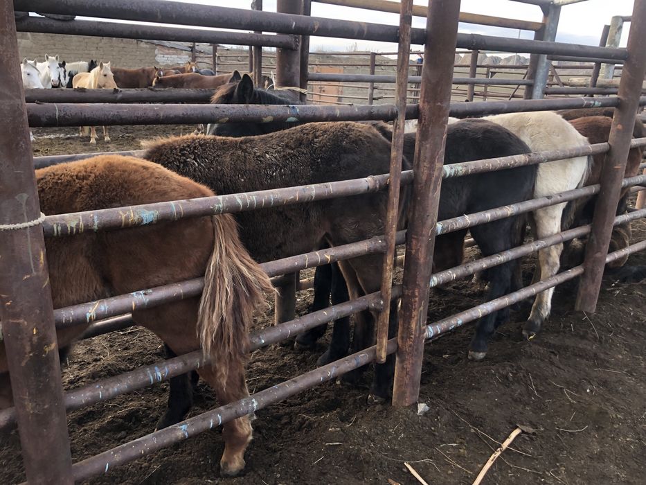 50 бас жабағы еркек