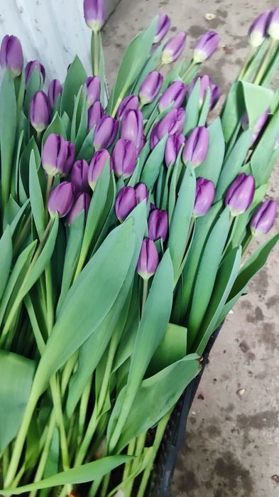 Очень красивые тюльпаны оптом