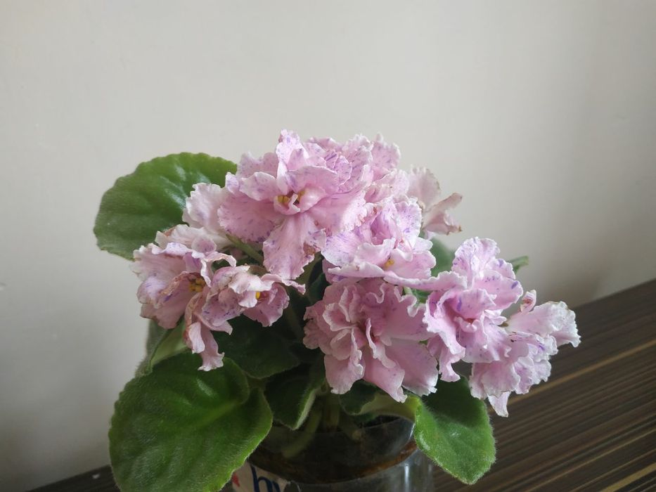 Фиалки разных сортов от 20000 до 25000