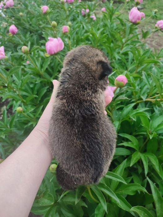 Ищем дом для щенка,девочка