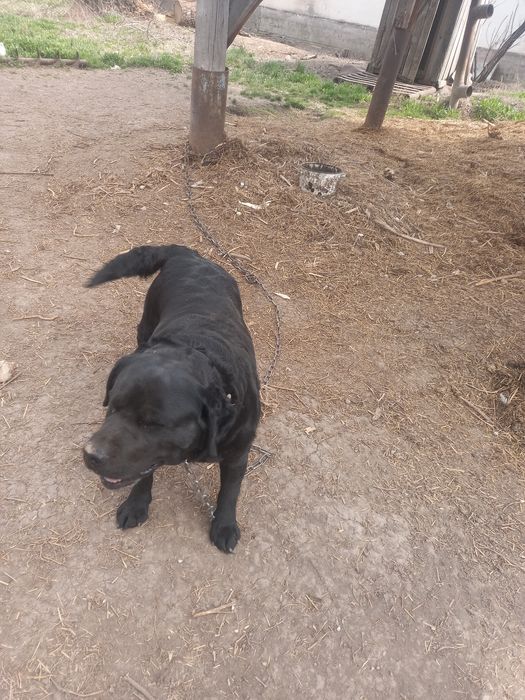 Продам Лабрадора