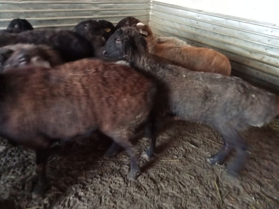 Кои токты бар сатылатын