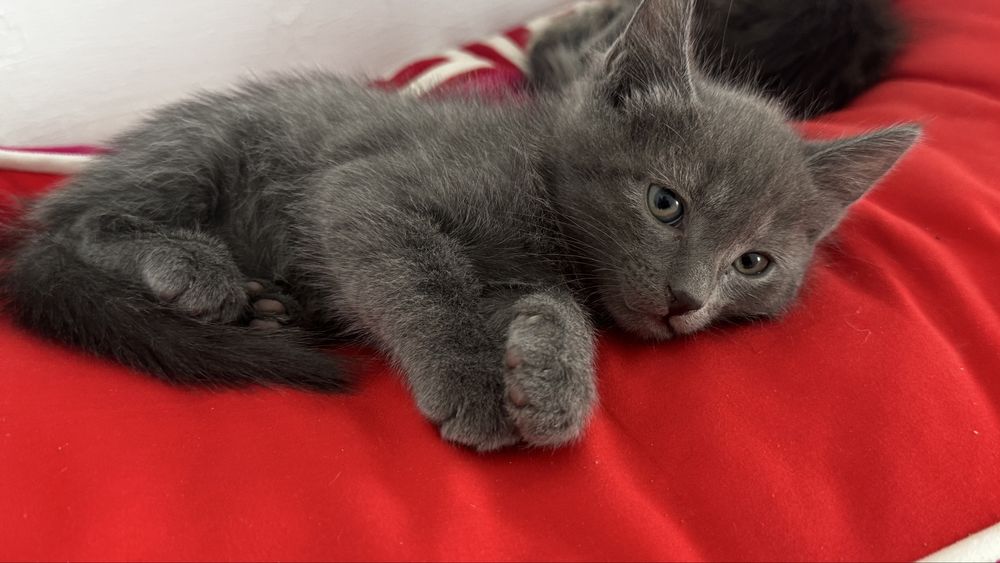 Котенок | кошка | мысық