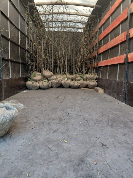 Липа мелколисная