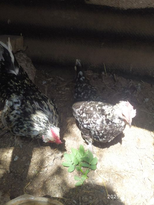 Алтайские курочка петушок