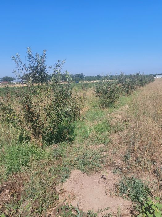 Продам яблоневый сад