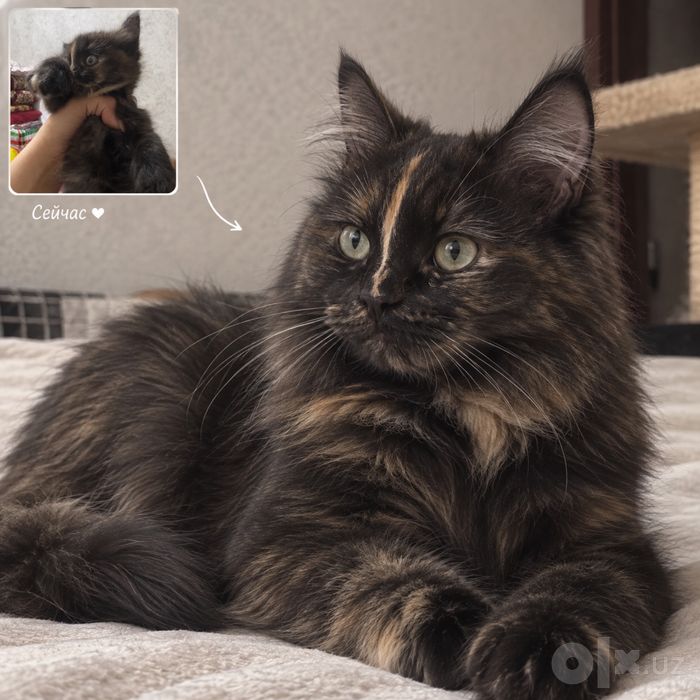 Шатланский скоттиш страйт