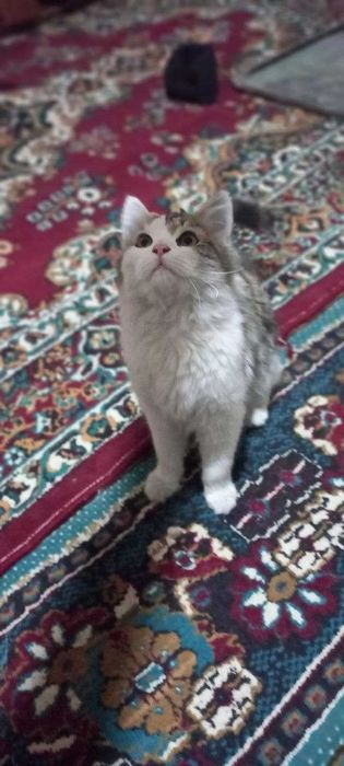 mushuk sotiladi manzil marg'ilon