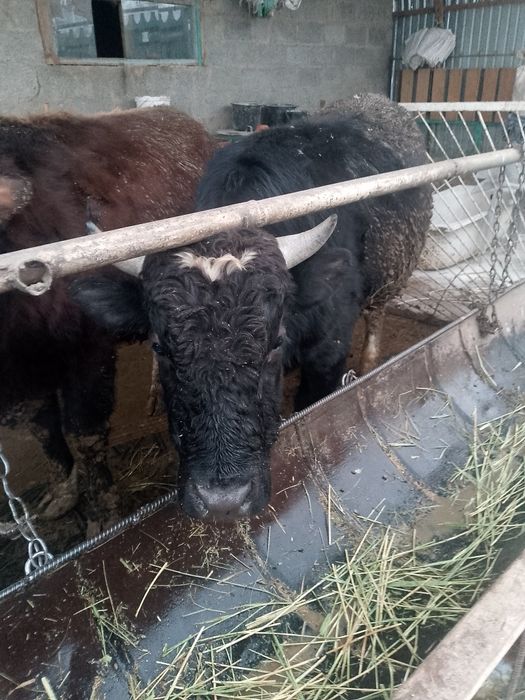 2-х годовалые быки