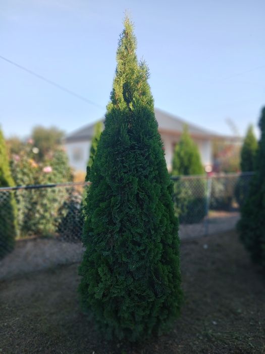 Продам туи 1 по 50000