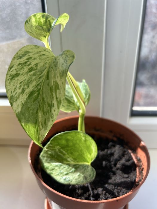 Сциндапсус ( эпипремнум) Мраморная королева