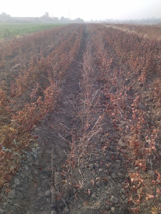 Barcha turdagi mevali va uzum koʻchatlari bor