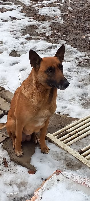 Малинуа щенки  бельгиской овчарки