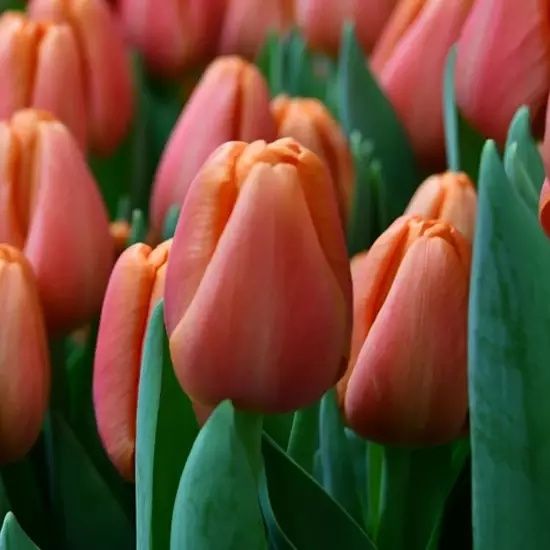 Тюльпаны в ассортименте