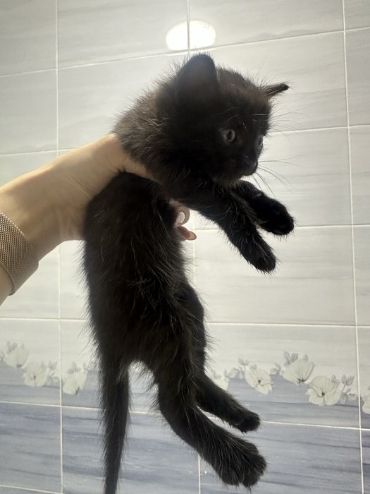 Котята бесплатно