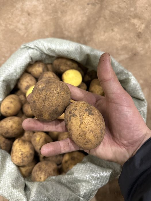 Продаем картофель 65 тенге