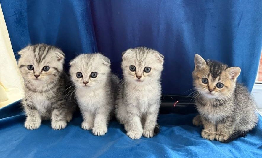Продаются котята