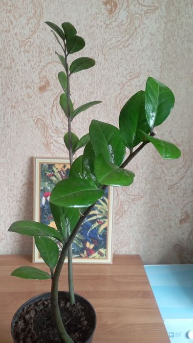 Продам Замиокулькас