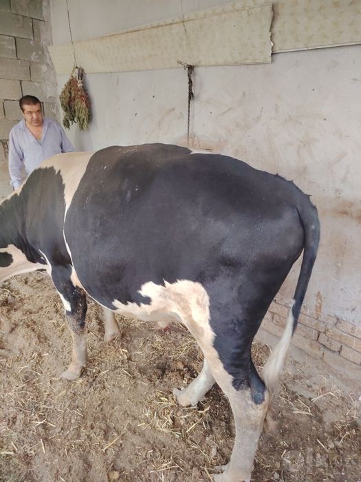 Hokiz 28 mln kelishiladi