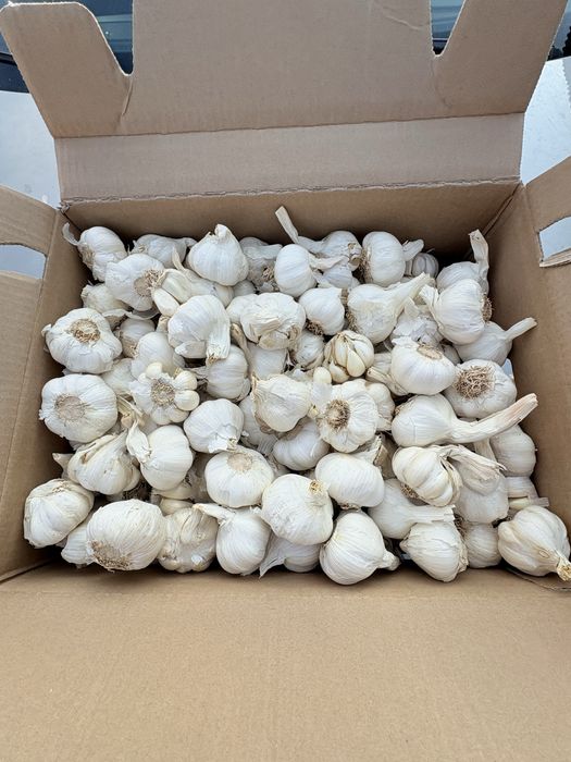 Vand ustoroi mai multe soiuri