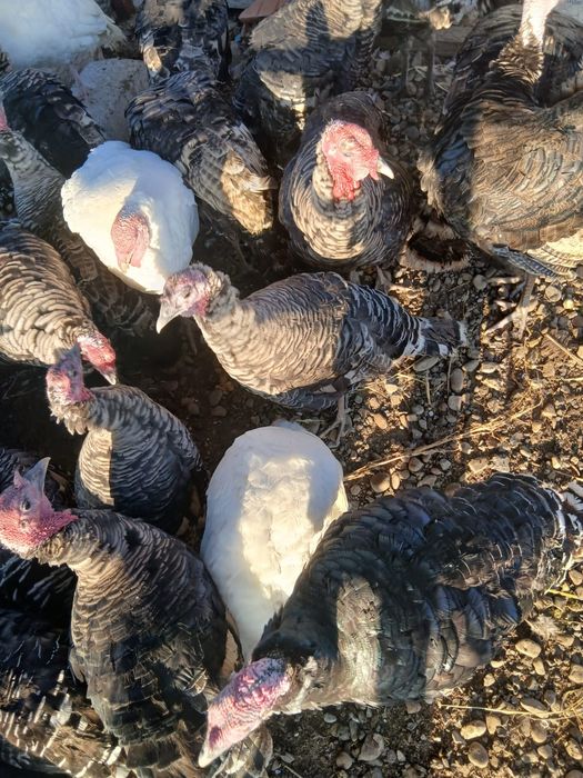 Pasari Curcani si Curci