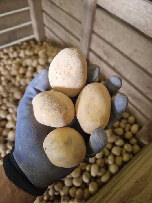 Cartofi de samanta Marabel , Red lady, Soraya