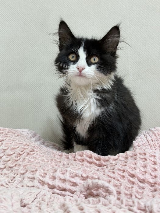 Котенок девочка ищет дом