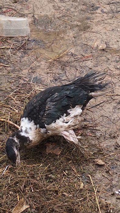 Urdaklar sotiladi arzon