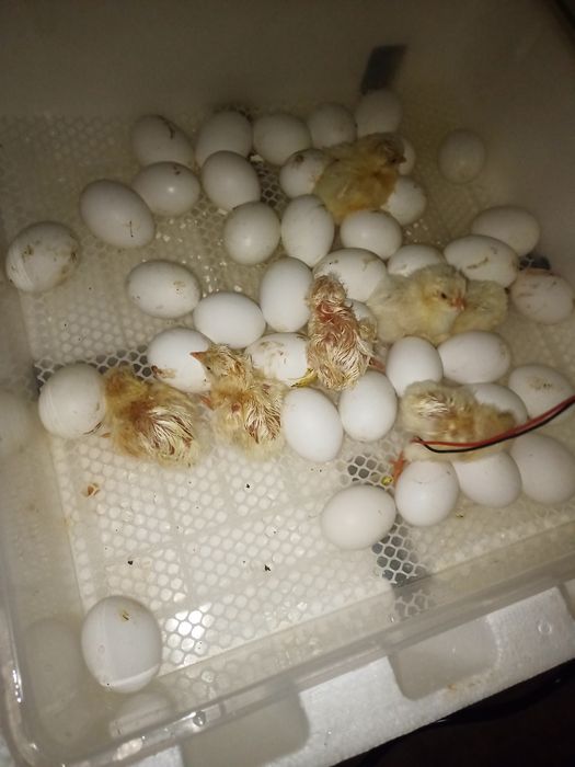 Продавам пилета на 1 седмица 2,3,4,5,6 месеца,яйца и петлета.