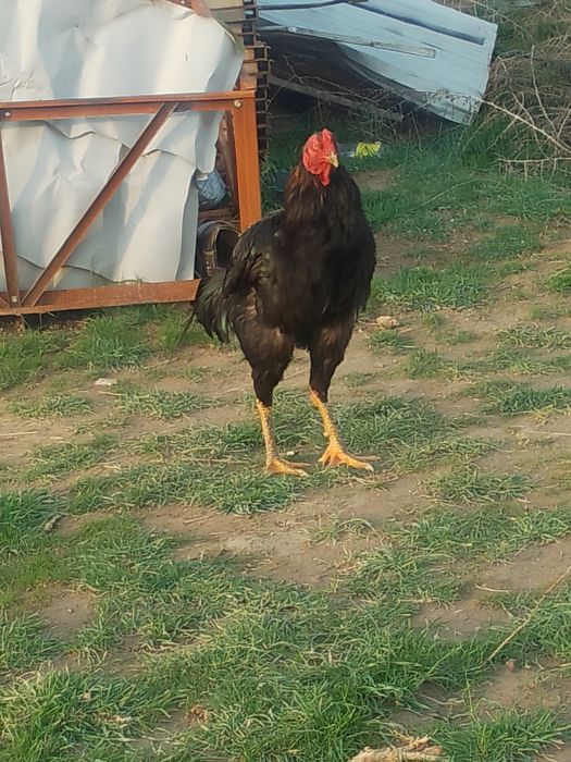 Дакан кораз  багасы 20 мың