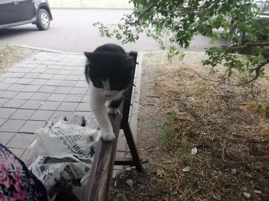 Дарю милого котенка