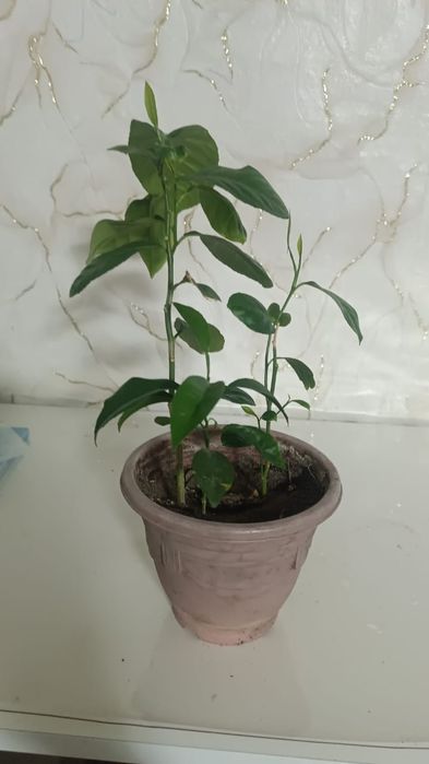 Росток лимона не привитый , не плодоносит