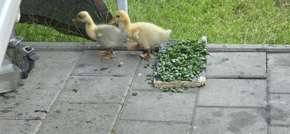 2 pui de rata de 3 saptamani