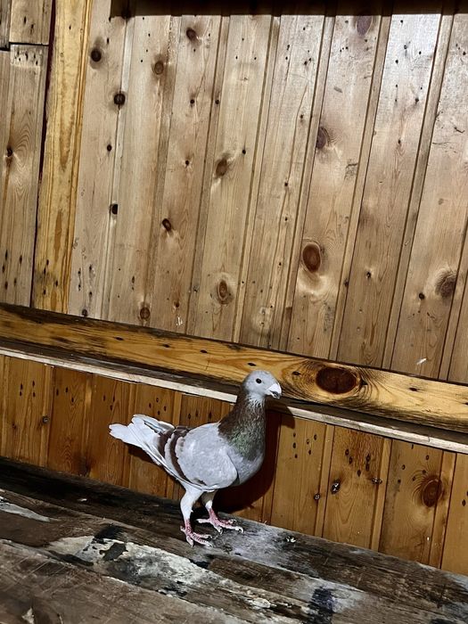 Продам голубей самцы