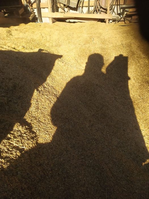 Vând porumb boabe si ovaz – calitate bună