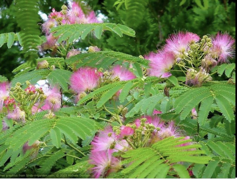 Albizia , arborele de mătase