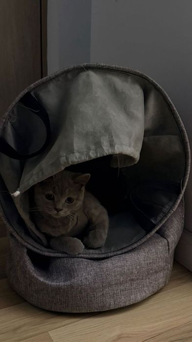 British Shorthair femelă, fără pedigree, provenită de la breeder.