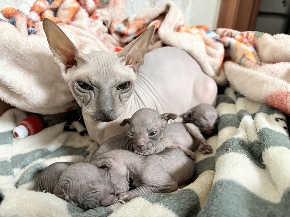 Продам котят породы сфинкс