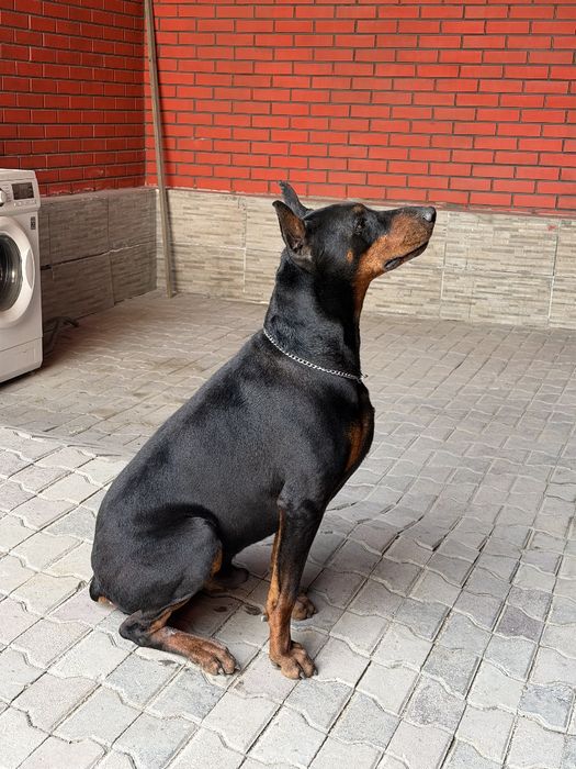 Доберман чистокровный