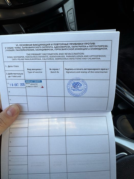 Полукровка лабрадора девочка
