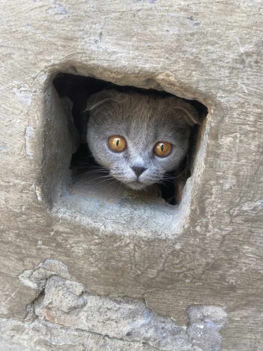 Скоттиш фолд/ Scottish fold