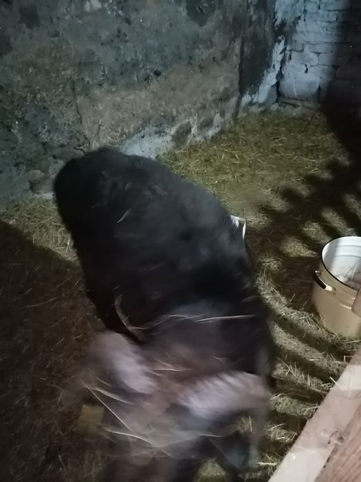 Продам кошкар стоит откорме