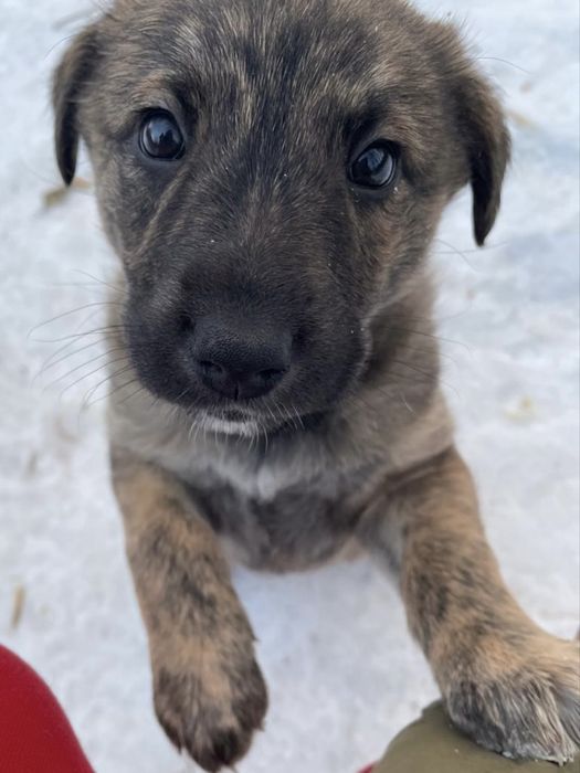 Ищем щенятам любящие семьи!