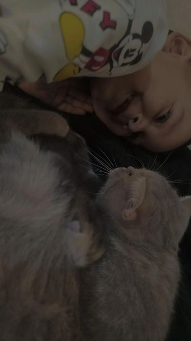 Mushuk bolasi fold sotiladi