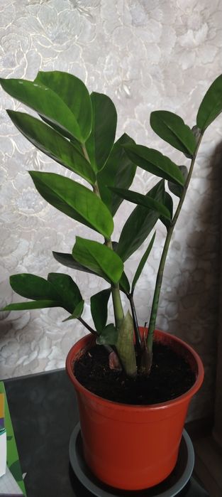 Продам Замиокулькас