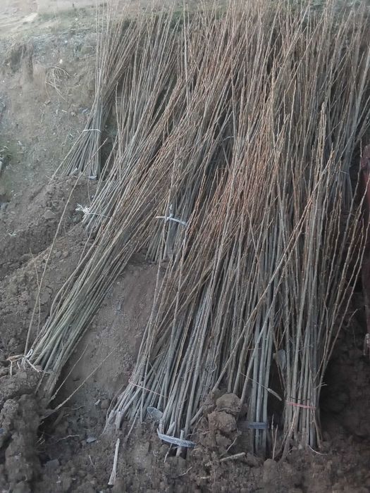 Терак кучатлари сотилади 1 йиллик